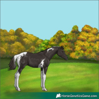 Horse Color:Liver Chestnut Tobiano