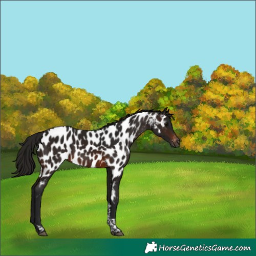 Horse Color:Gray Brown Tobiano Appaloosa