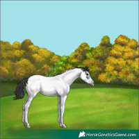 Horse Color:Blue Roan Tobiano Frame Appaloosa 