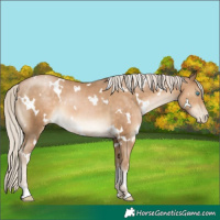Horse Color:White Spotted Chocolate Palomino Pearl 