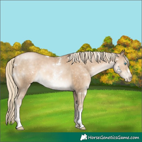 Horse Color:White Spotted Chocolate Palomino Pearl Sabino 