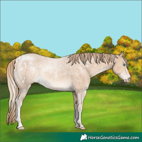 Horse Color:White Spotted Perlino