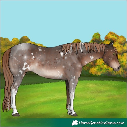 Horse Color:White Spotted Liver Chestnut 