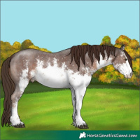 Horse Color:White Spotted Liver Chestnut Sabino 