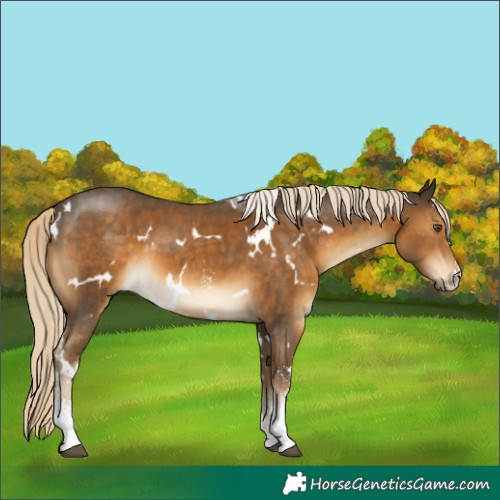Horse Color:White Spotted Chocolate Palomino Sabino 