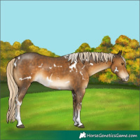 Horse Color:White Spotted Chocolate Palomino Sabino 