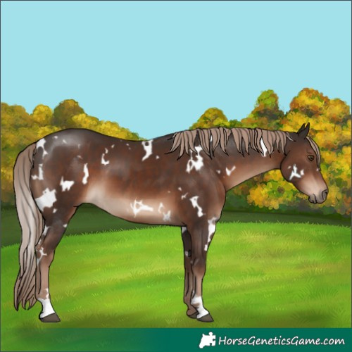 Horse Color:White Spotted Liver Chestnut 