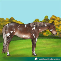 Horse Color:White Spotted Liver Chestnut 