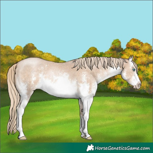 Horse Color:White Spotted Chocolate Palomino Pearl Sabino 