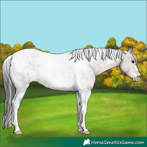 Horse Color:Brown Tobiano 