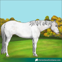 Horse Color:Brown Tobiano 