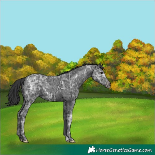 Horse Color:Black Ice Appaloosa