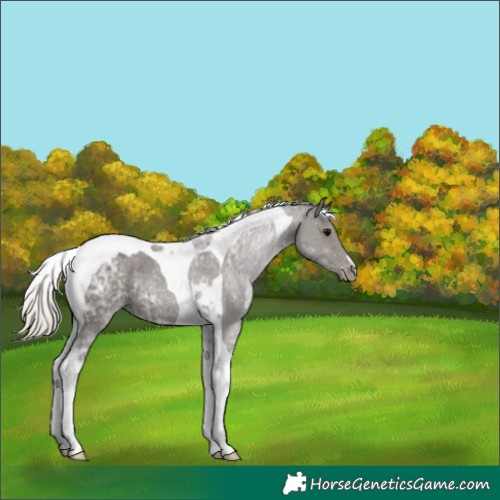Horse Color:Silver Black Ice Tobiano Appaloosa 