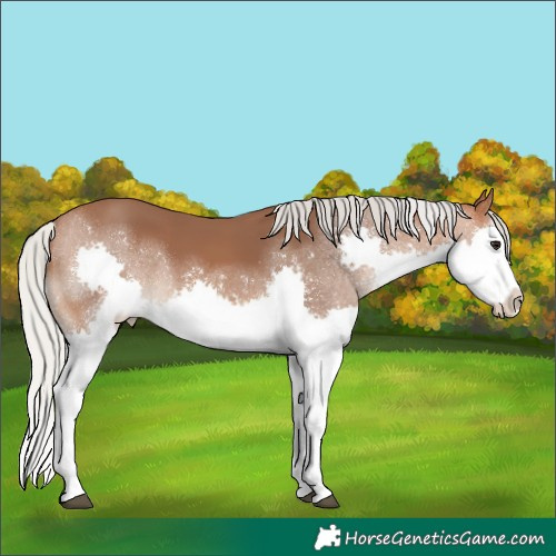 Horse Color:White Spotted Silver Bay Splash 