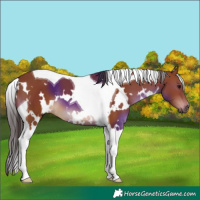 Horse Color:White Spotted Bay Tobiano