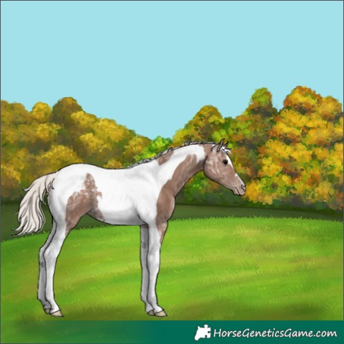 Horse Color:Silver Black Ice Tobiano Appaloosa 
