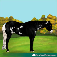 Horse Color:Midnight Chocolate Palomino Ice Sabino Splash Tobiano Appaloosa 