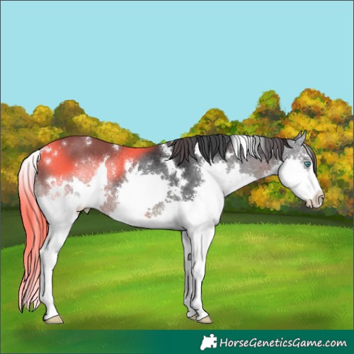 Horse Color:White Spotted Black Splash Rabicano