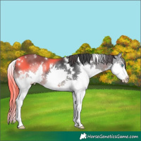 Horse Color:White Spotted Black Splash Rabicano