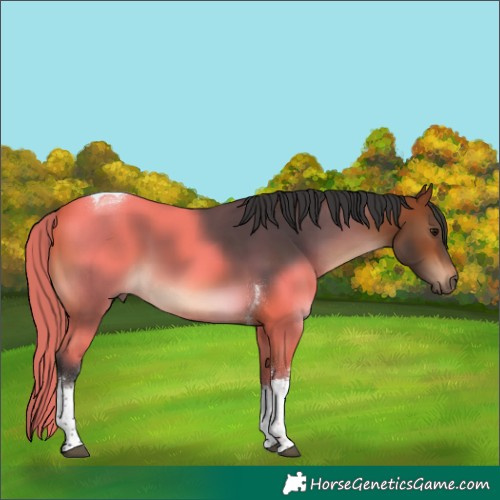 Horse Color:White Spotted Bay Tobiano 
