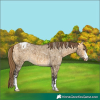 Horse Color:Buckskin Dun Blanket and Buckskin Dun Blanket