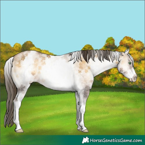 Horse Color:White Spotted Chocolate Buckskin Pearl Onyx Sabino