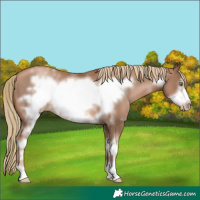 Horse Color:White Spotted Liver Chestnut Pearl Frame 