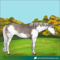 Horse Color:White Spotted Silver Black Splash Rabicano 