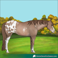Horse Color:Black Pearl Sabino Appaloosa 