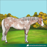 Horse Color:White Spotted Silver Bay Roan Splash Rabicano 