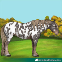 Horse Color:Liver Chestnut Ice Near Leopard 