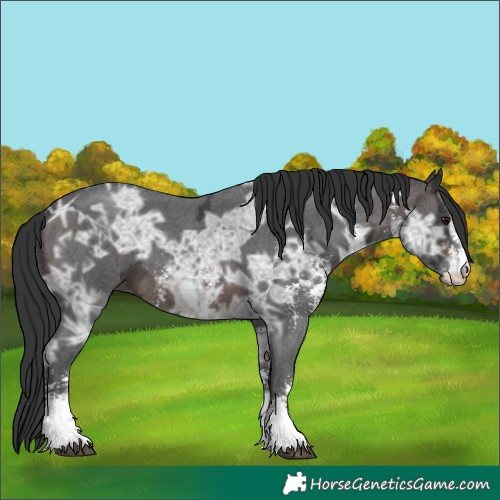 Horse Color:Brown Ice Sabino