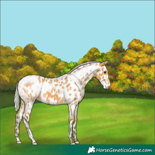 Horse Color:Silver Buckskin Appaloosa 