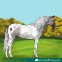 Horse Color:Silver Brown Tobiano 