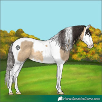 Horse Color:Buckskin Dun Splash Tobiano 