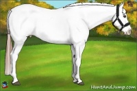 Horse Color:Chestnut Snowflake Varnish
