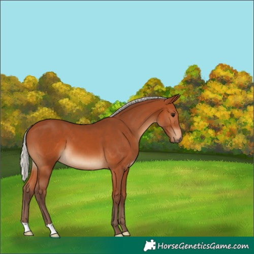 Horse Color:Silver Bay 