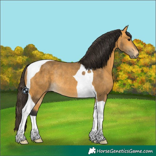Horse Color:Buckskin Tobiano Rabicano