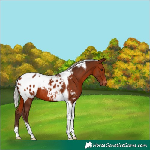 Horse Color:Silver Brown Tobiano Appaloosa 