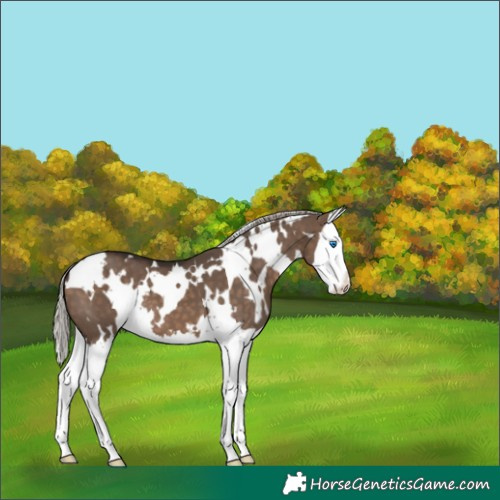Horse Color:White Spotted Silver Brown Dun Splash 