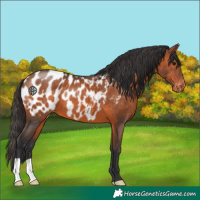 Horse Color:Bay Near Leopard
