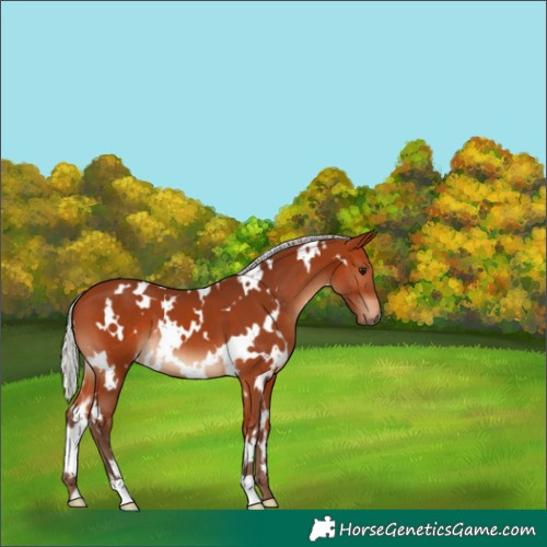 Horse Color:White Spotted Silver Bay 