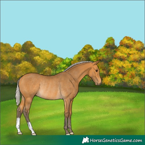 Horse Color:Silver Buckskin Rabicano 