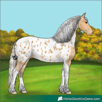 Horse Color:Silver Buckskin Tobiano Appaloosa 