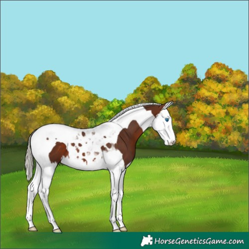 Horse Color:Silver Brown Splash Tobiano 