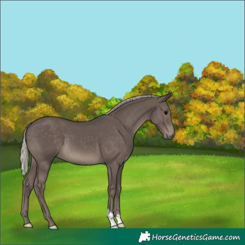 Horse Color:Silver Black 