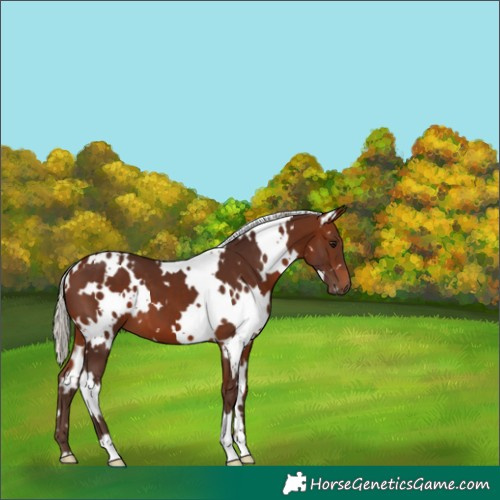 Horse Color:White Spotted Silver Bay 