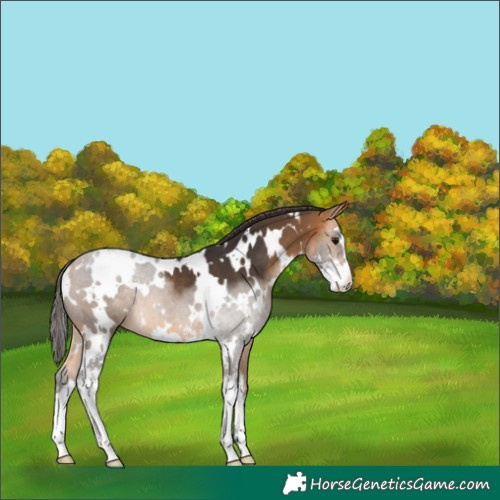 Horse Color:White Spotted Buckskin Sabino 