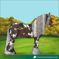 Horse Color:White Spotted Silver Brown