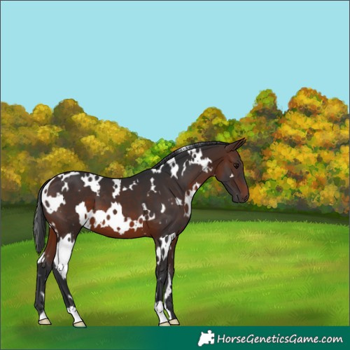 Horse Color:White Spotted Brown 